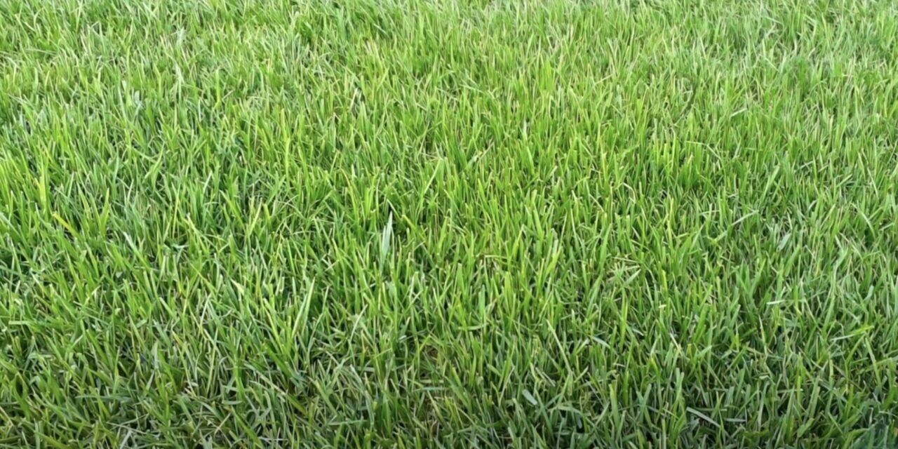 ИООО Восток-Агро-Трейд: Спортивные газонные травы для идеальных игровых площадок